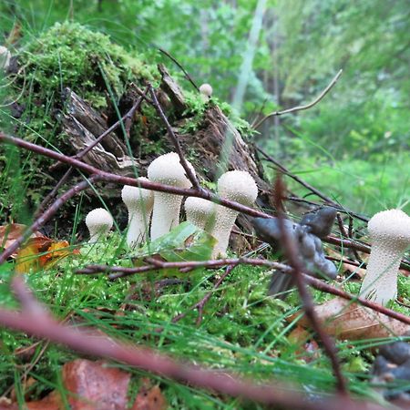 Oestra Nyrups Lantliv Appartement Höör Buitenkant foto